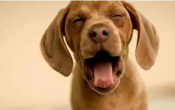 狗狗抑郁症症状怎么治疗,狗狗抑郁症如何治疗