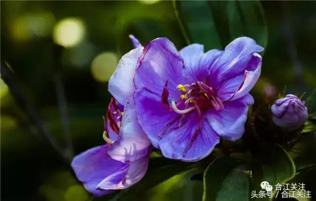 暴牙郎的功效与作用,暴牙郎功效与作用
