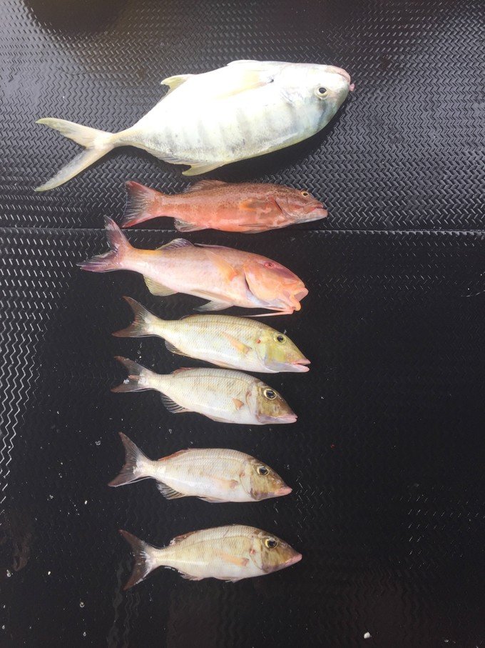 一起去帕劳旅游,去帕劳旅游自由行攻略