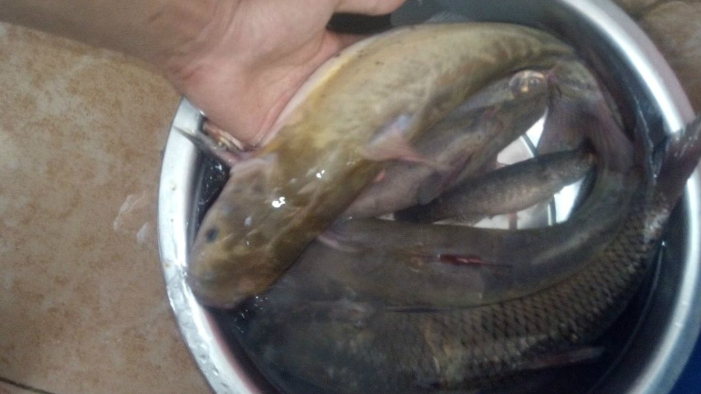 野钓蚯蚓的正确方法与技巧,野钓蚯蚓液如何开饵