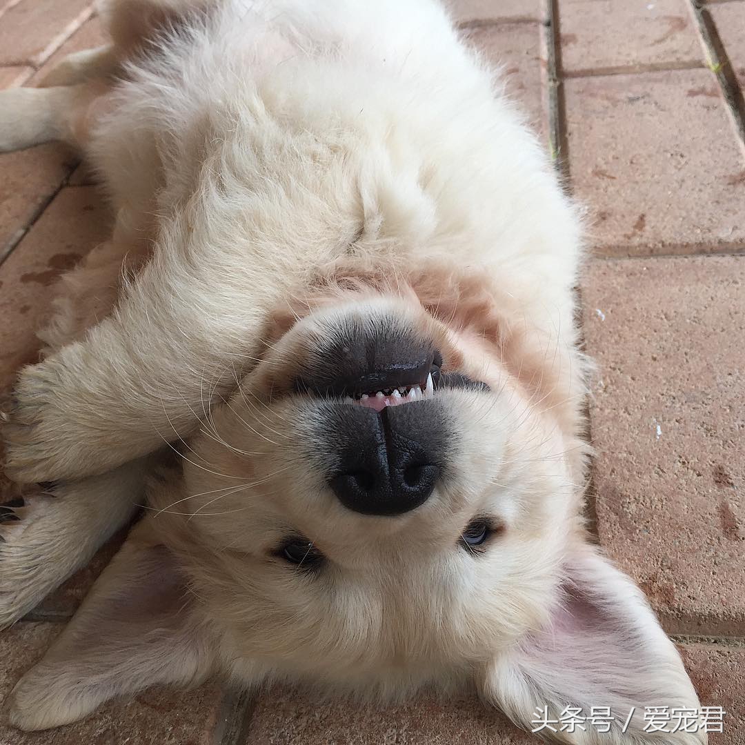 如何去除室内养宠物的异味,家中爱宠体味浓重清除宠物异味