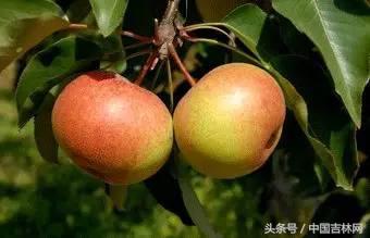 到吉林玩买啥、吃啥？再也不用刘烨代购吉林土特产了！