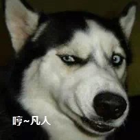 狗狗食物中毒怎样急救,狗狗误食中毒的表现