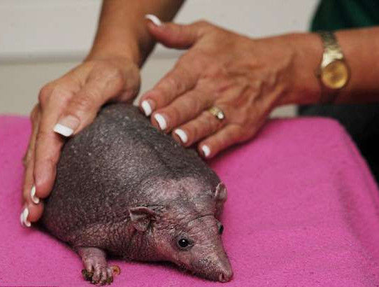 大妈散步时踢到带刺小球，打开手电后一看，转身跑去医院