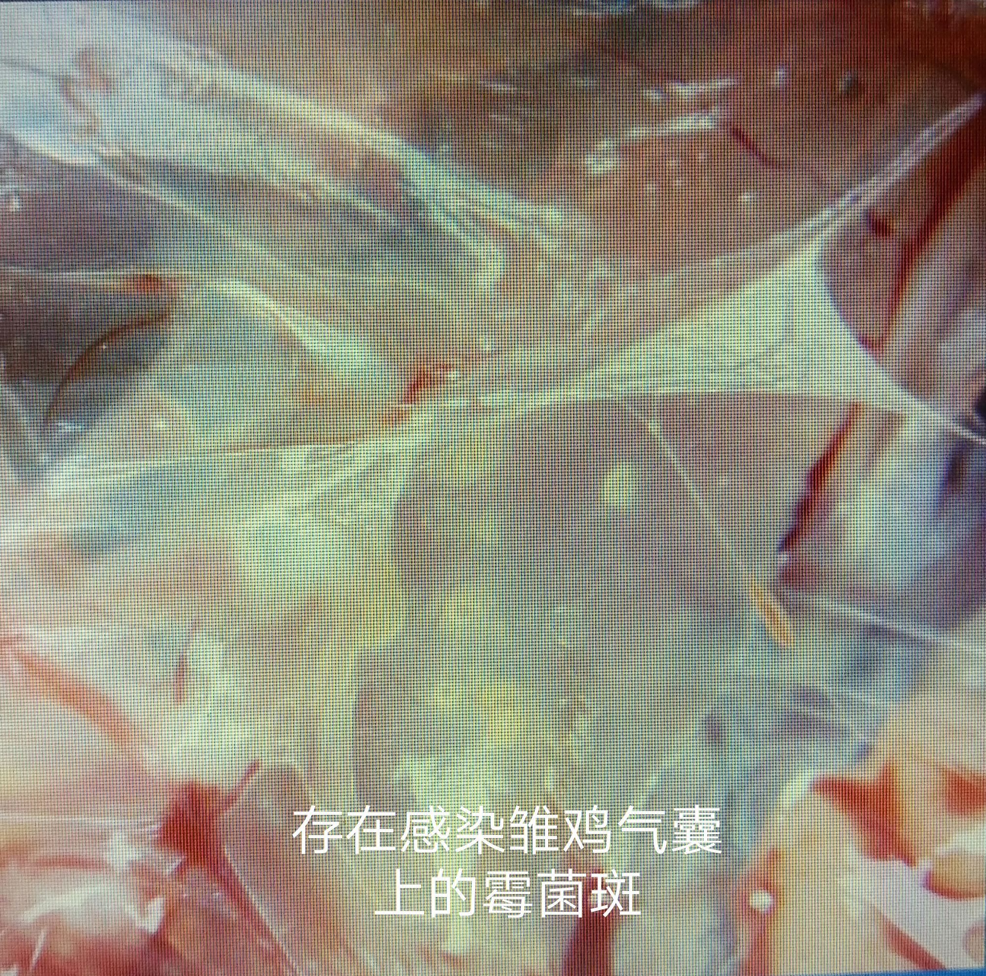 霉菌毒素对养鸡生产的影响