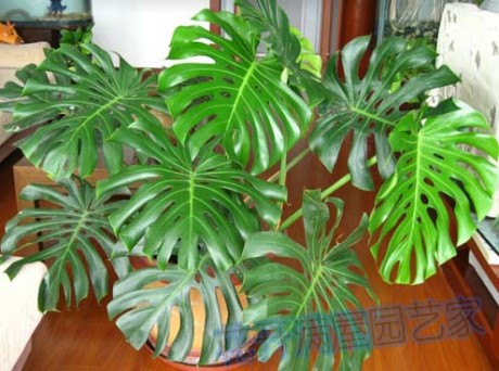 天然氧吧清道夫，抗癌，我有个大胆的想法