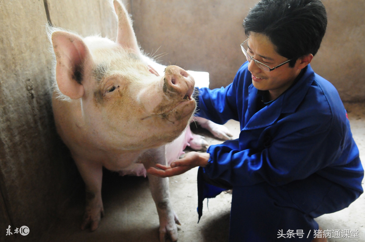 如何给母猪助产,母猪助产绳怎么使用