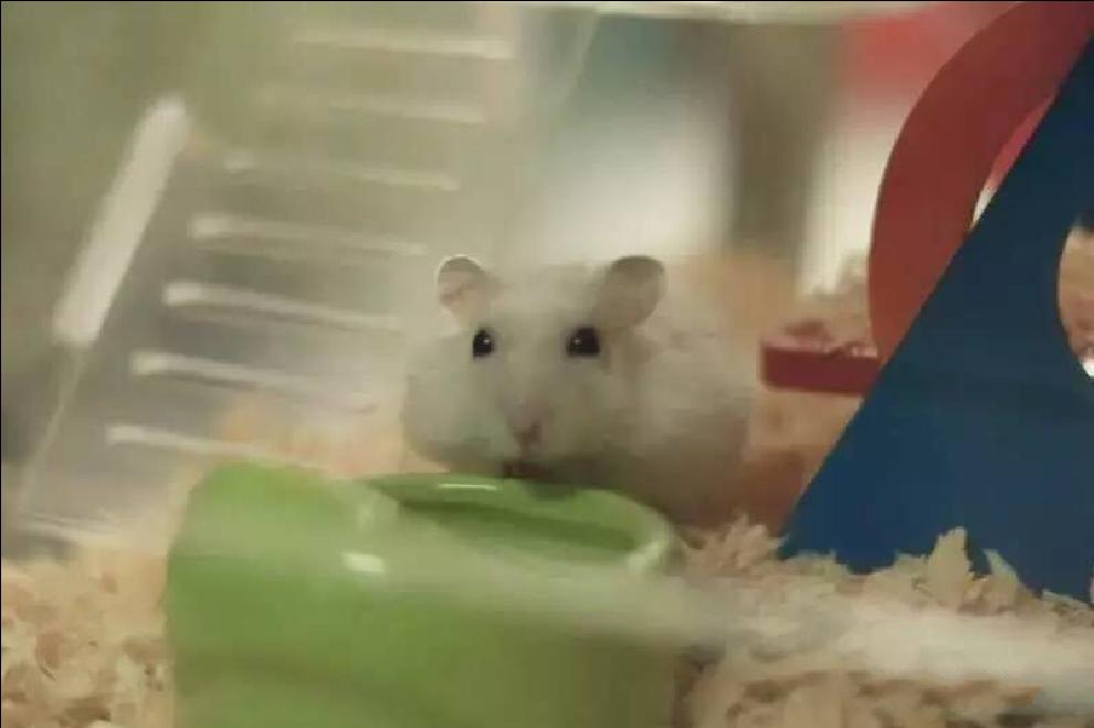 宠物仓鼠知识大全集,关于宠物仓鼠的文章