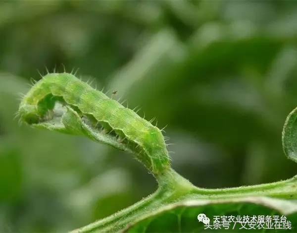 十大杀卵杀虫剂,内吸性杀虫剂十大排行