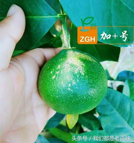 柑橘防灼怎么做,柑橘防日灼的最佳方法