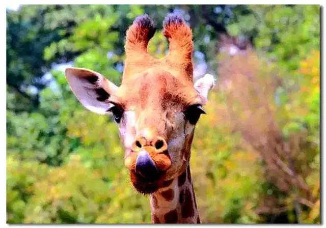 长隆野生动物世界抱考拉,考拉长隆野生动物园