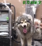 为什么越来越少人养阿拉斯加,阿拉斯加五个月换毛正常吗