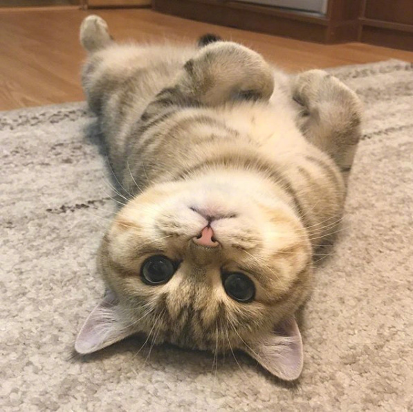 猫咪绝育猫咪一脸绝望还掉眼泪,主人想看猫咪绝育伤口结果被误会