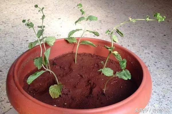 水培薄荷养得特别长怎么办,水培薄荷夏天