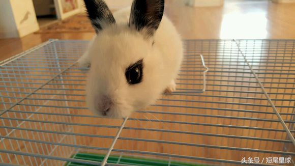 兔兔球虫症状多久会死,兔兔球虫病会自愈吗