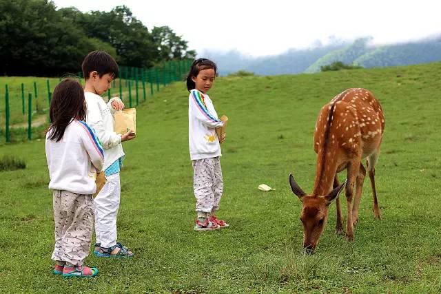 北纬30°神秘之境,在高山草甸、追逐鹿群,这里美的像天堂!