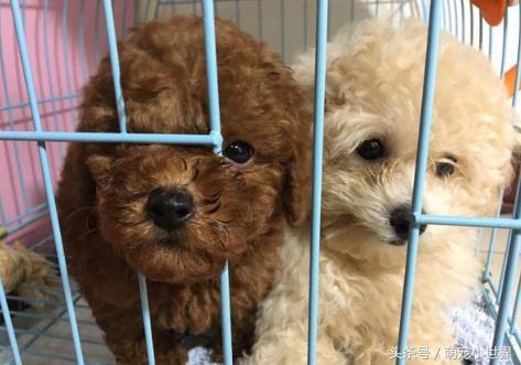 肠胃炎打了一针第二天脑袋昏,肠胃炎打针后依然疼