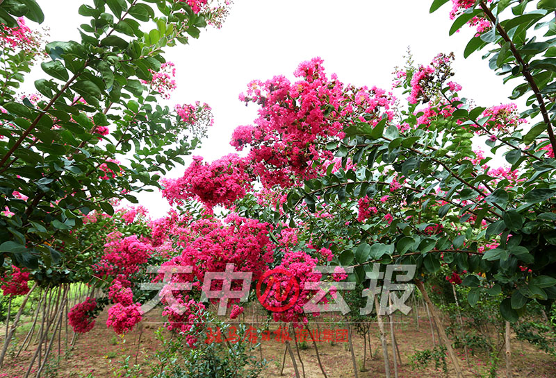 紫薇花开满庭院,紫薇花盛开的季节