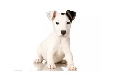 狗狗抑郁症症状怎么治疗,狗狗抑郁症如何治疗