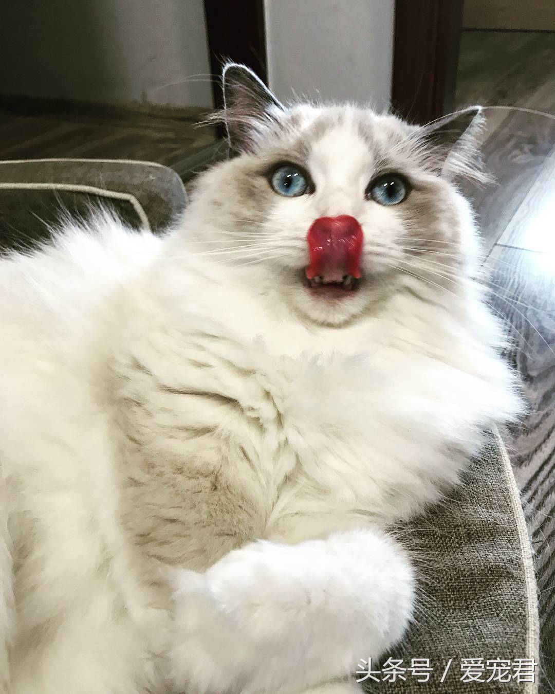 郁闷猫咪,猫咪为什么总爱抓猫抓板