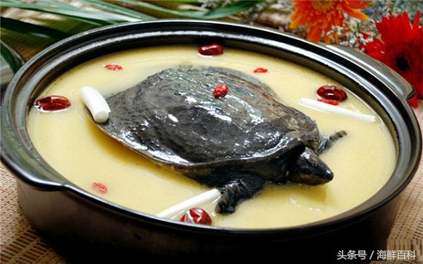 甲鱼有什么营养怎么杀,甲鱼怎么杀好吃又简单方法