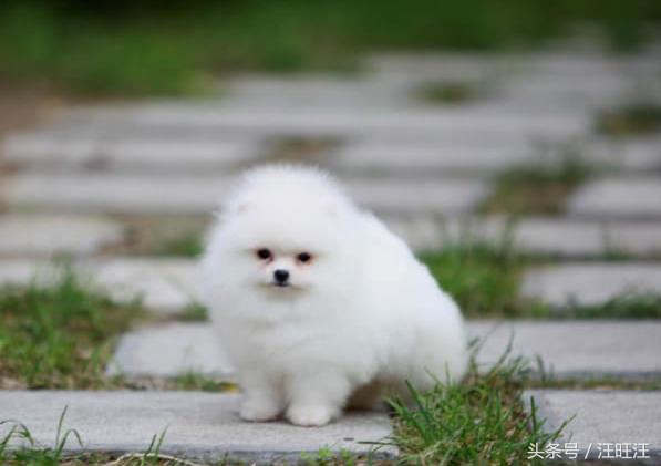 狗狗得了细小对小孩有什么危害,宠物狗的危害