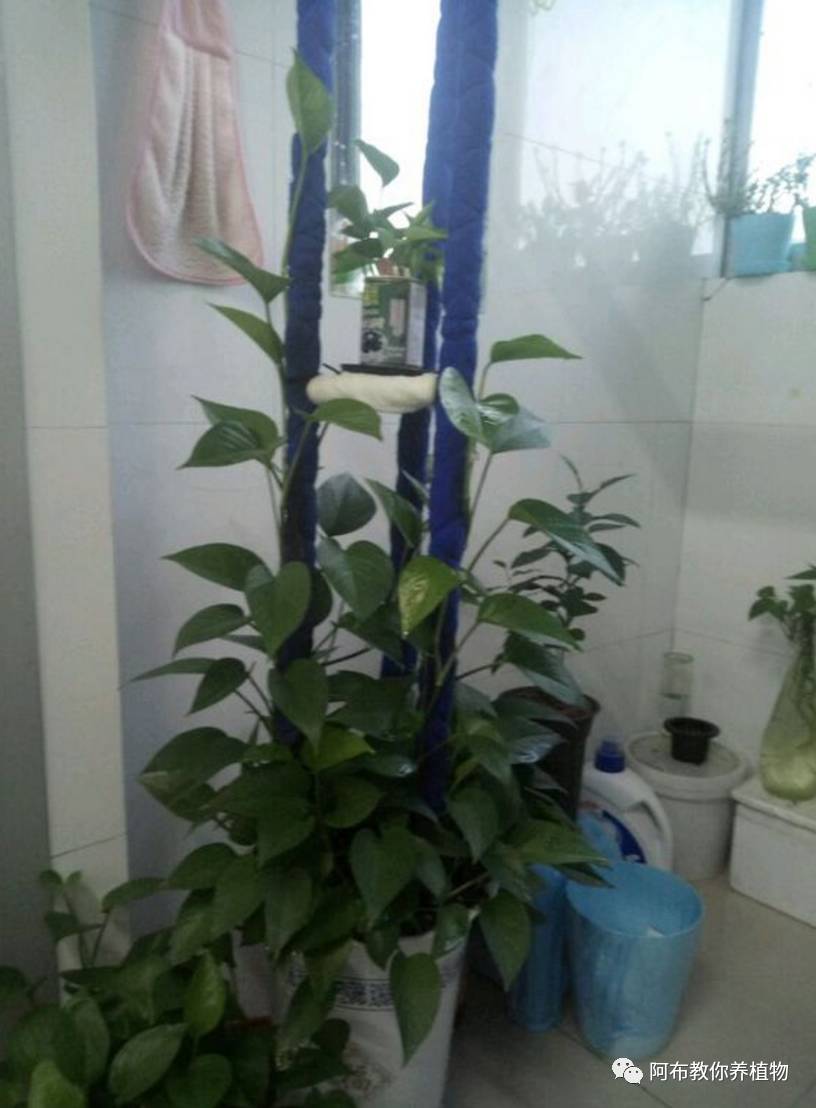 绿萝绿植怎么养活得快呢,绿萝植物养殖小知识