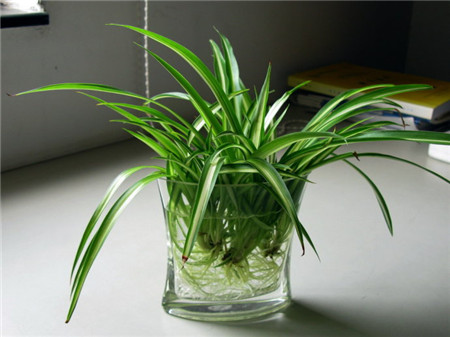 怎样水培吊兰扦插,水培吊兰怎样才能长的更快