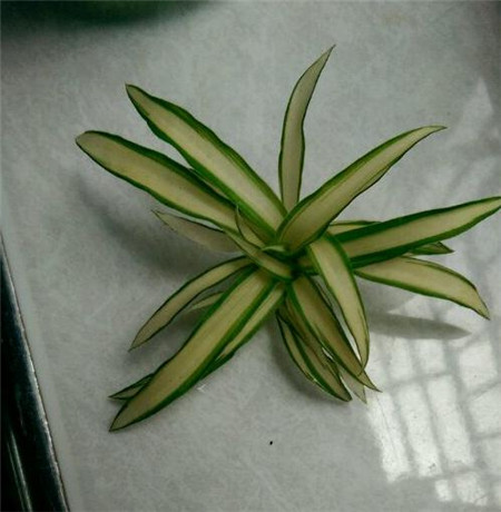 吊兰水培怎么才能长得好,吊兰怎么水培长得快