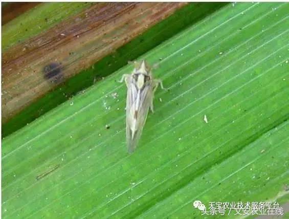 生物杀虫剂十大品牌,十大灭跳蚤最快的杀虫剂