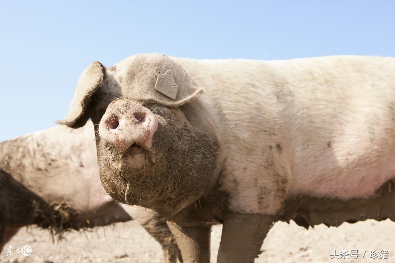 母猪产后少奶消炎最佳配方,母猪产前3天开始减食