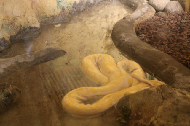 成都动物园看各种动物,成都动物园周末打卡景点