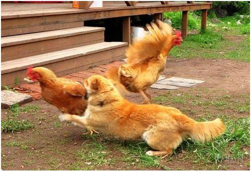 情侣属相不合怎么办,情侣属相不合如何补救