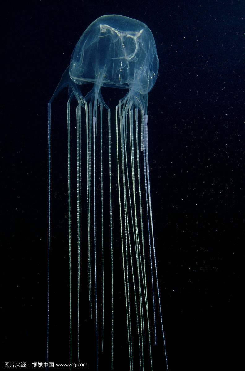 梦幻水母视频,梦幻般的水母真迷人