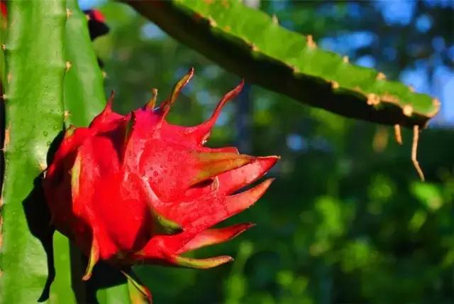 成都亲子农庄推荐,成都生态农庄推荐