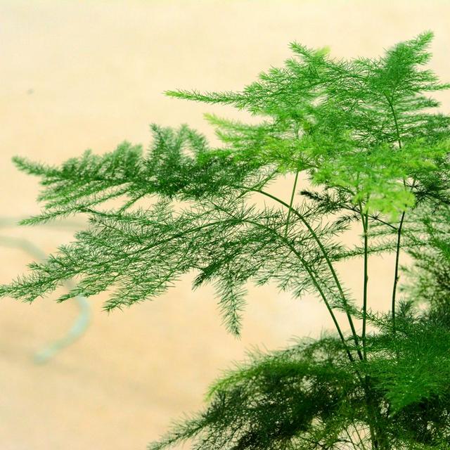 装修好的房子种什么植物能去甲醛,24小时去甲醛有害气体的植物