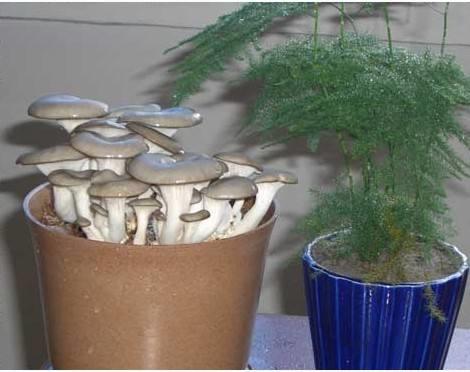 如何种植盆栽蘑菇,盆栽蘑菇最简单的方法