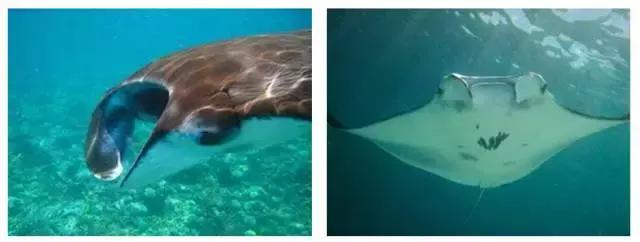 带你了解鱼翅的多种功效,鱼翅的营养真是高级补品吗