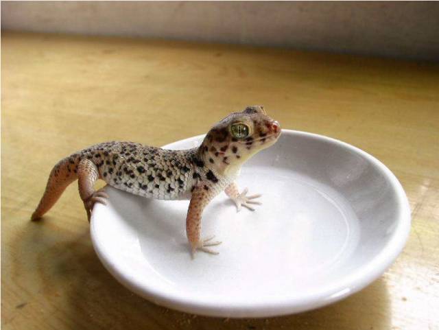 亚宠展攻略狗狗,亚宠展2020爬宠