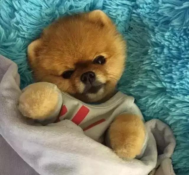 那坨博美！好软！好圆！好蓬！好想揉！