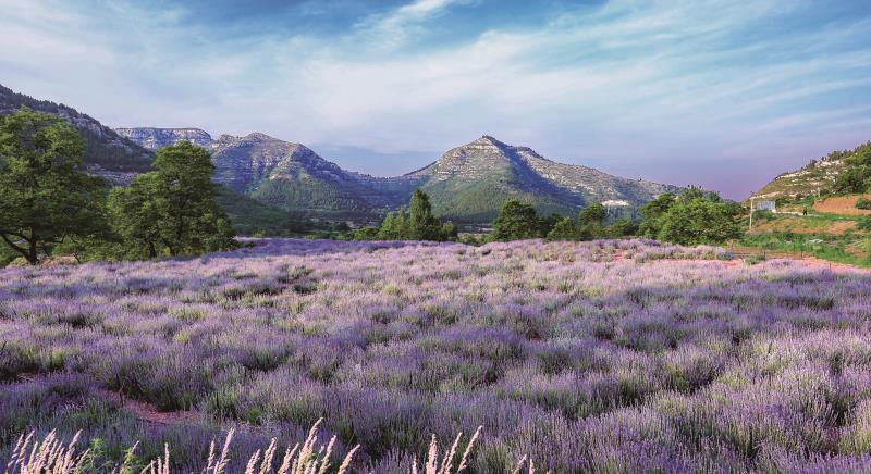 16年坚持用业余时间养蜂,有了好蜂蜜却没有好市场