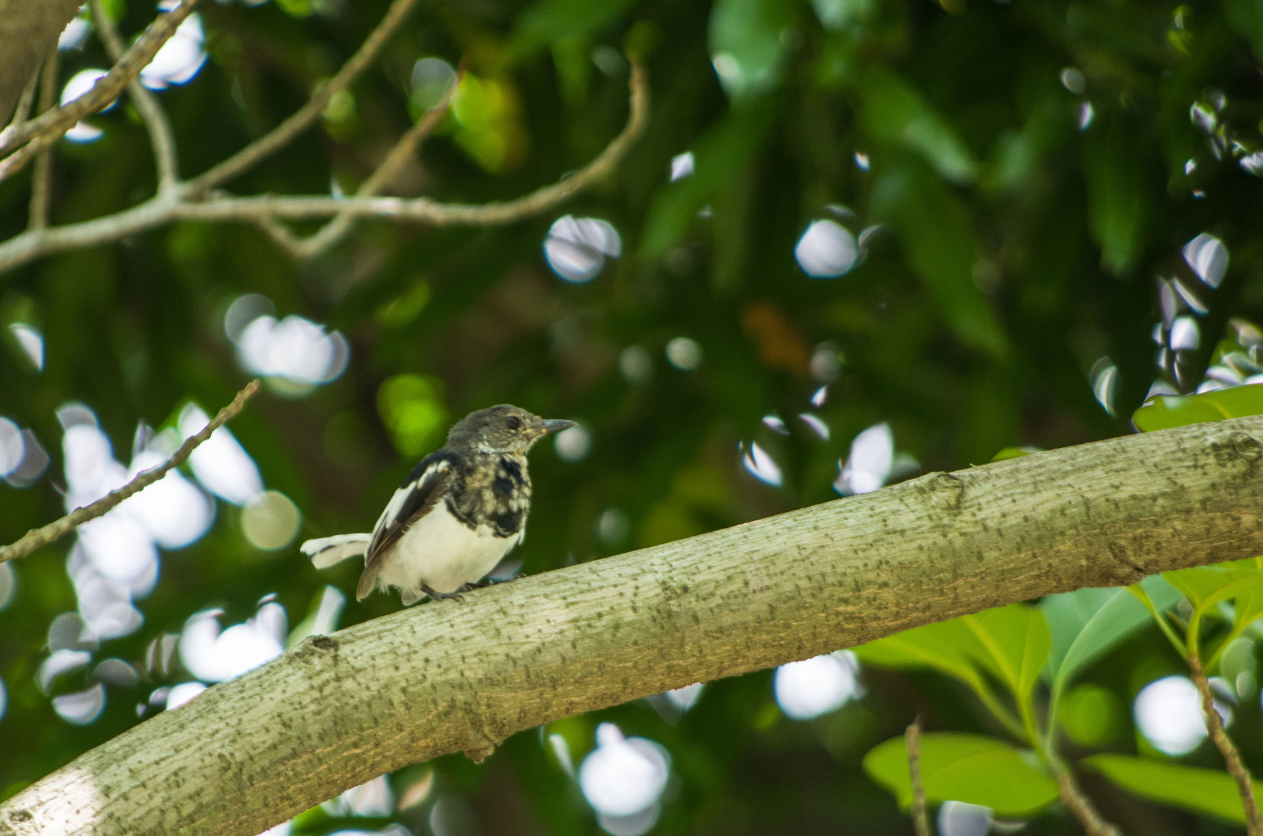 宾得k50的1600万像素高吗,宾得k50有hdmi接口吗
