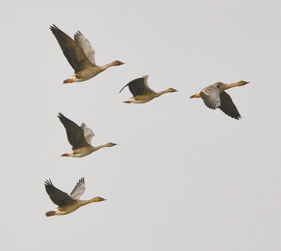 十个科普小知识,100个必学的科普知识