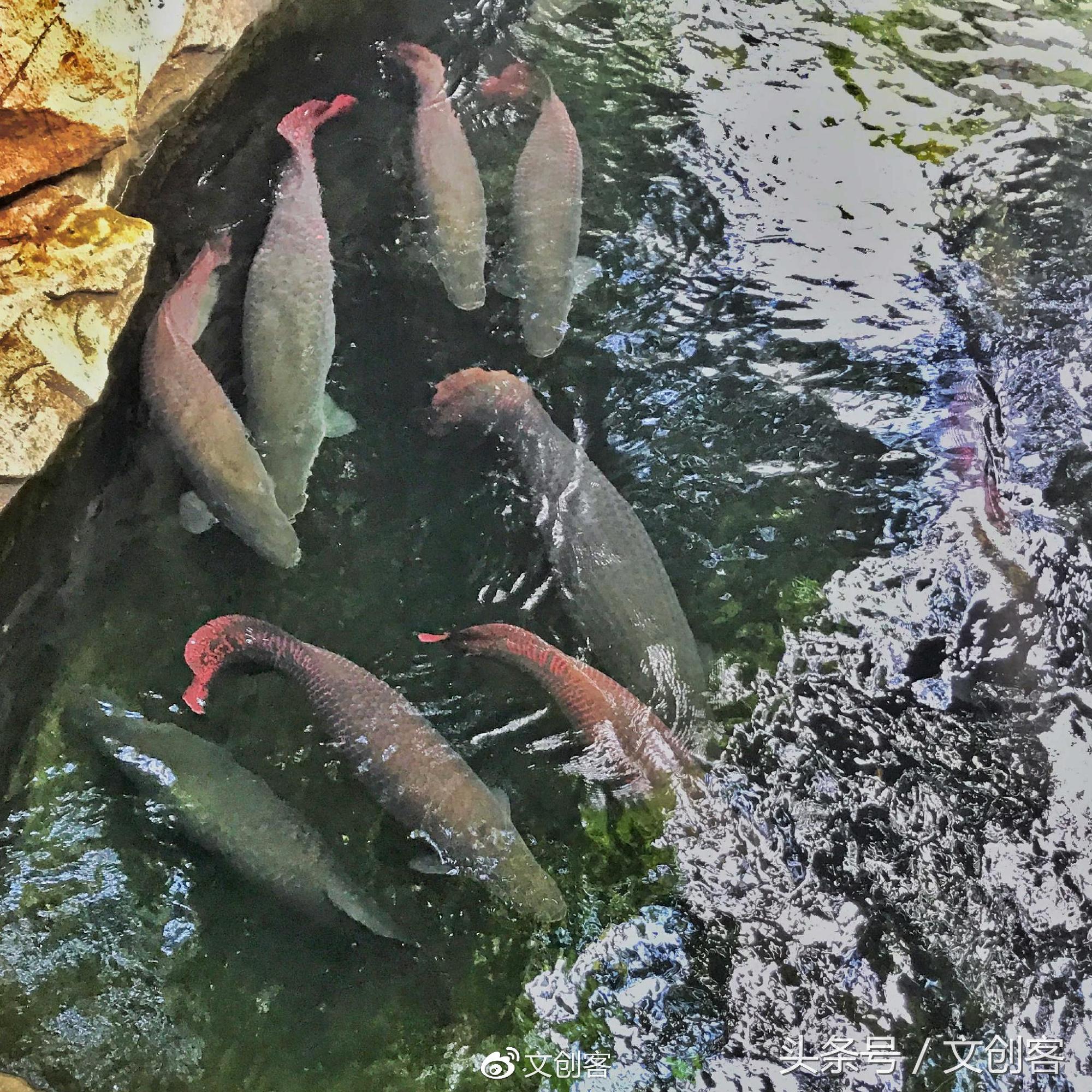 深圳青青世界累吗,深圳青青世界夏天热吗