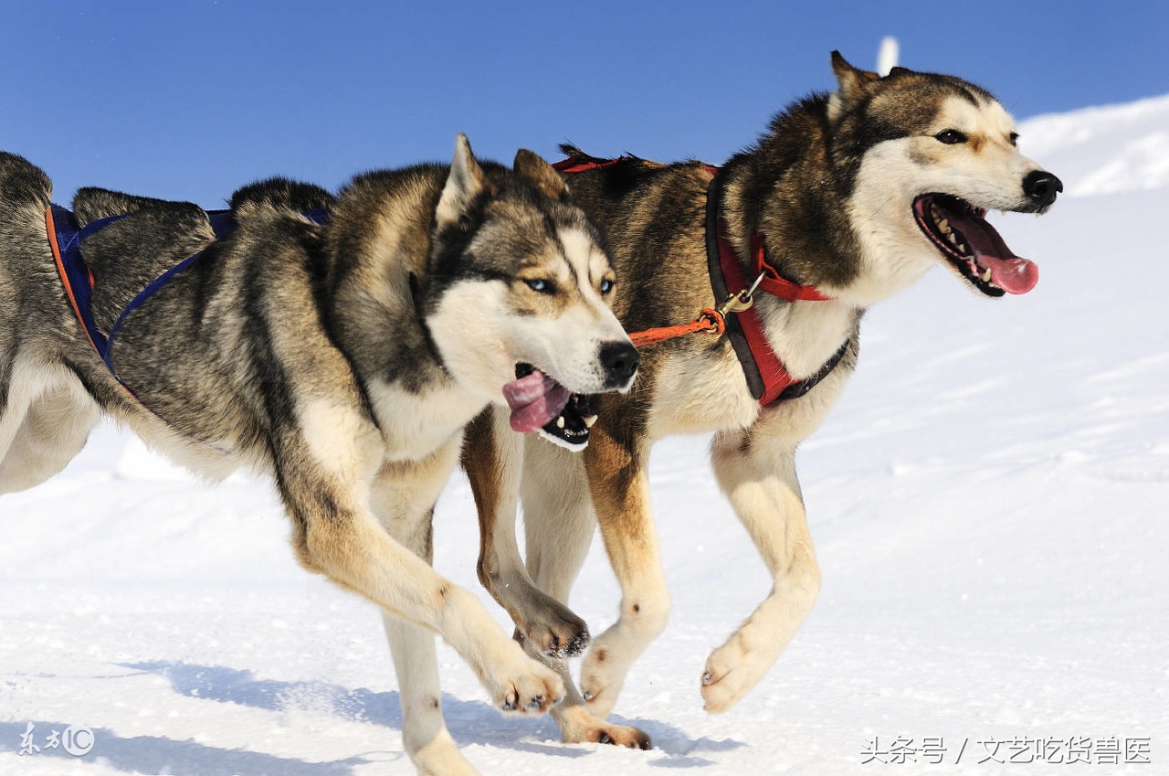 战狼2为什么会如此成功,战狼2破56亿