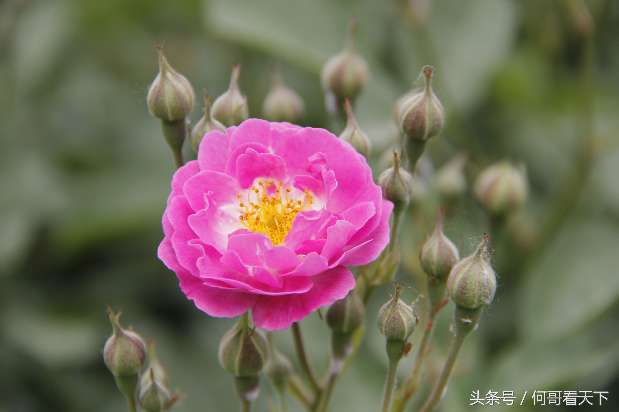 皇贵妃身体病重,皇贵妃与野郎治病