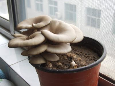 如何种植盆栽蘑菇,盆栽蘑菇最简单的方法