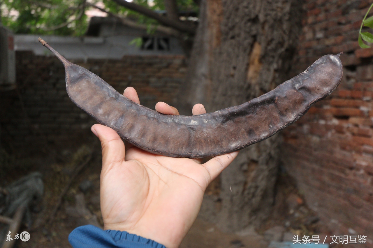 农村老头用动物内脏做手工皂,竟是300年前宫廷技艺,皴裂有救