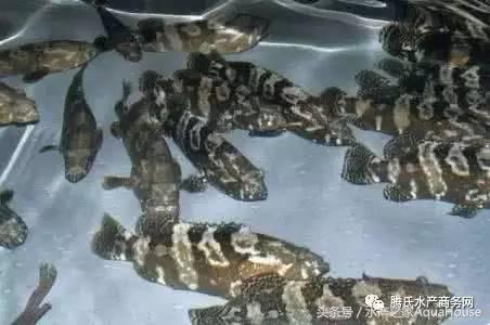 8月水产品价格表,7月水产品批发市场价格简报