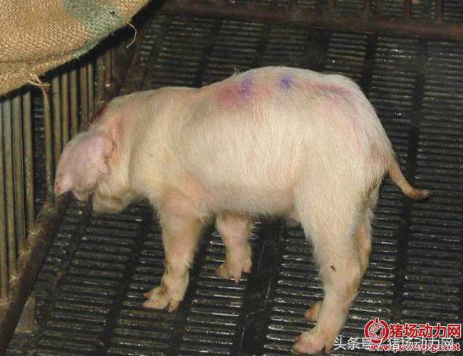 猪关节肿大怎么治疗最有效,猪关节肿大摸着特别硬是什么病